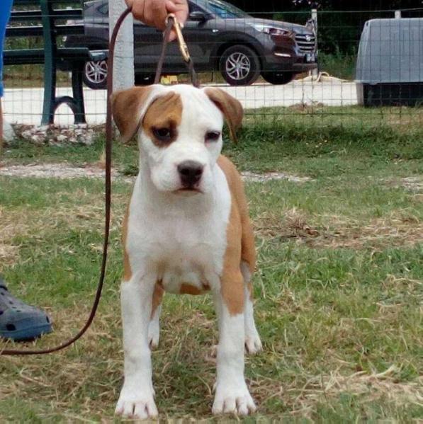 Fly Long Step | American Staffordshire Terrier 