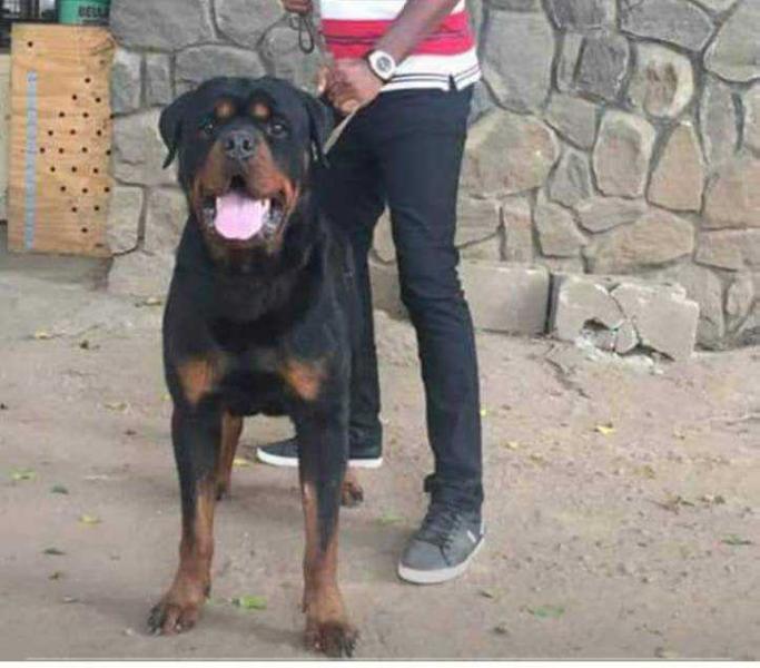 MAJK VOM HAUSE SIMBA | Rottweiler 