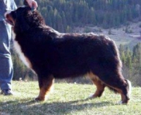 Greta Garbo av Hiselfoss | Bernese Mountain Dog 