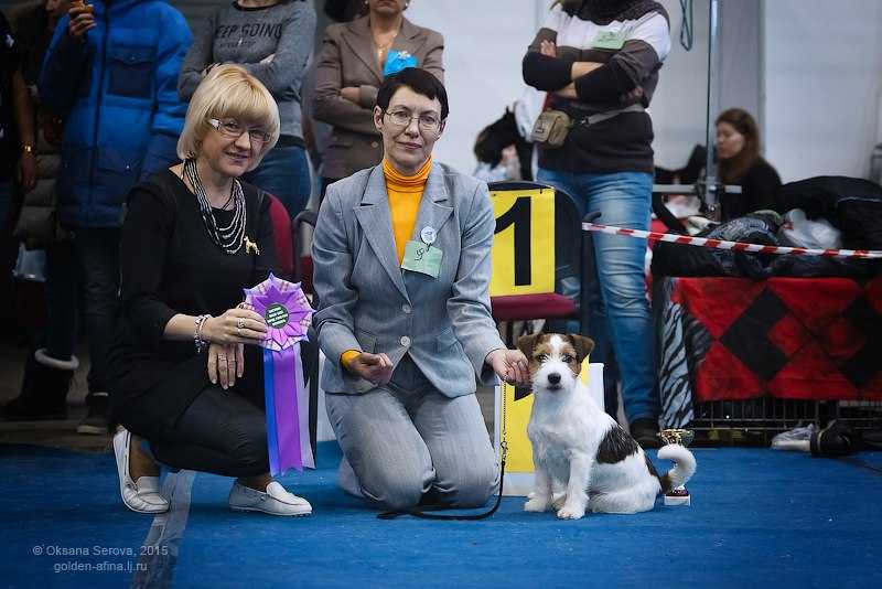 GARUN AL BUBA | Jack Russell Terrier 