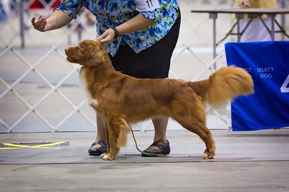 Avatar's Redneck Romeo of Pikkinokka | Nova Scotia Duck Tolling Retriever 