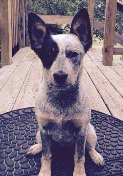 JinxxieXDusty(Lacie Lou Lou) | Australian Cattle Dog 