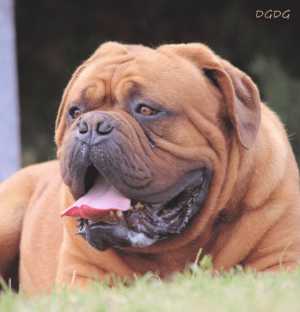 FORTUS DES GLADIATEURS DU GUESNY | Dogue de Bordeaux 