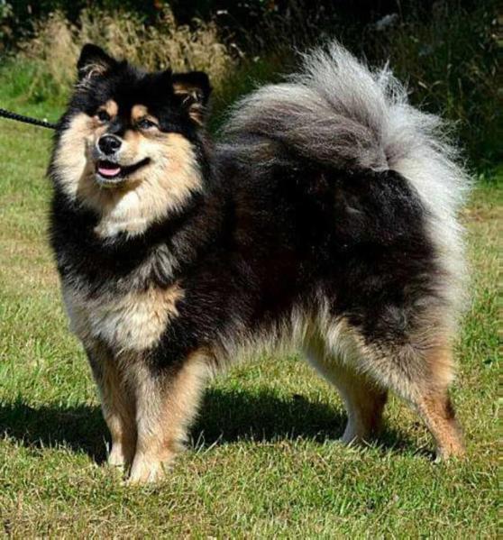 Lapinlumon Tupasvilla | Finnish Lapphund 