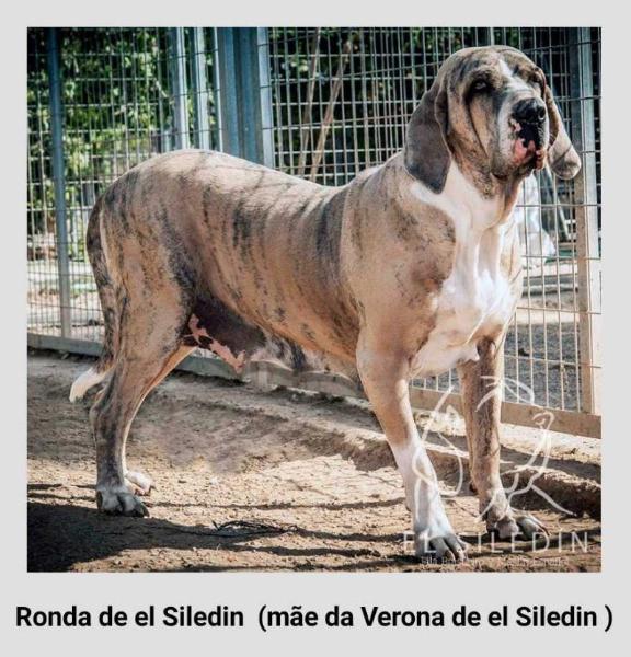 Ronda de El Siledin | Fila Brasileiro 