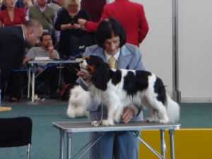 RAKELTON GIORGO ARMANI | Cavalier King Charles Spaniel 