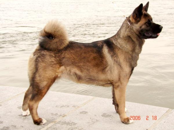 Orients Pride Of American Dream | Akita 