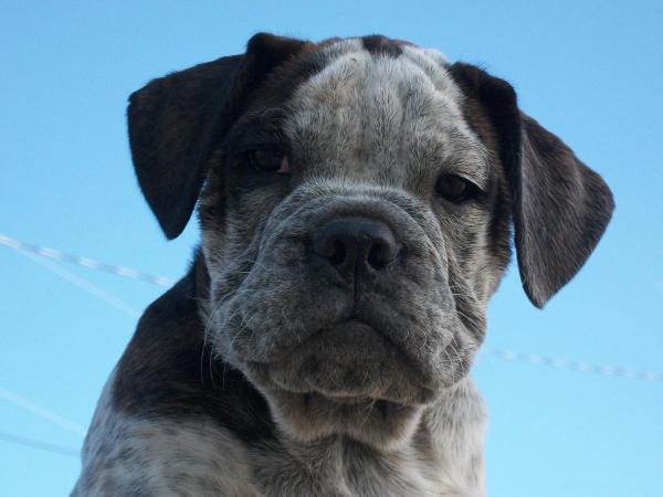 Ramblin Bulldogges Rainmaker | Olde English Bulldogge 