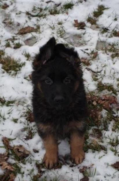 ELITA vom Haus Gold Star | German Shepherd Dog 