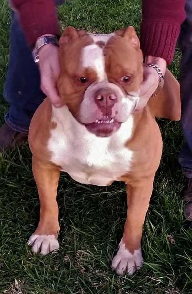 BoneKrusher's Mustang Sally From BuffaloCreek | Olde English Bulldogge 