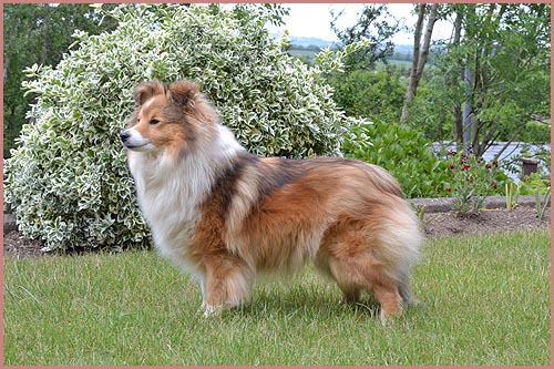 Herds Hurricane Harriet | Shetland Sheepdog 