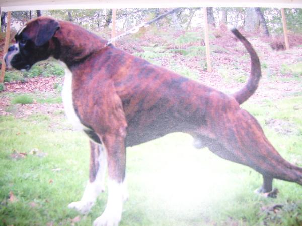 victorino martin de talisco | Boxer 