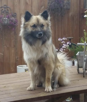 Kolsholts Stáli | Icelandic Sheepdog 