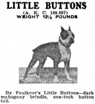 Little Buttons 169857 | Boston Terrier 