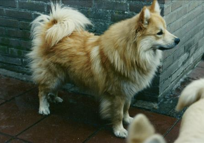 Farandi | Icelandic Sheepdog 