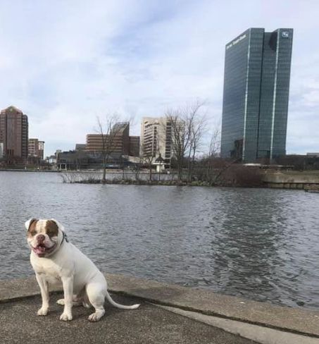 Deshetler’s Bronx of MIDAB’s | American Bulldog 