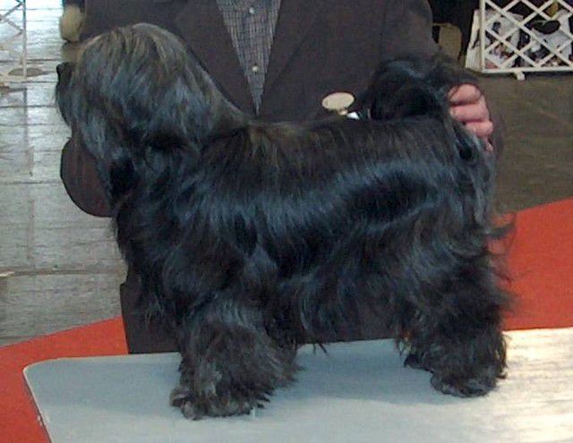 Phuktal-G Darum-Cso Rimpocse | Tibetan Terrier 