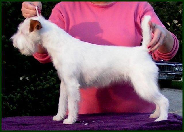 Posey Canyon Pixie Dust | Parson Russell Terrier 