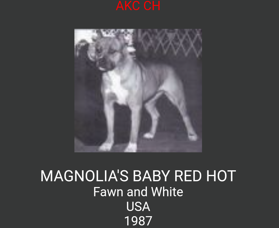Magnolia's Baby Red Hot | American Pit Bull Terrier 