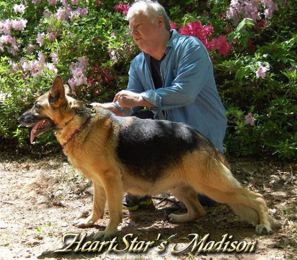 HeartStar's Madison | German Shepherd Dog 