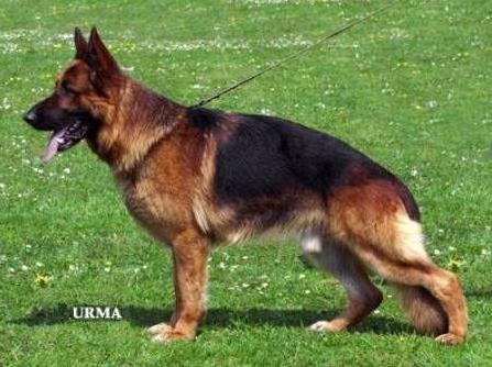 Enzo von Buchhorn | German Shepherd Dog 