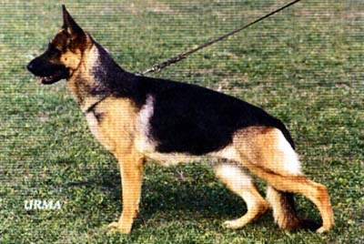 Ulme vom Wiesenborn (1993) | German Shepherd Dog 