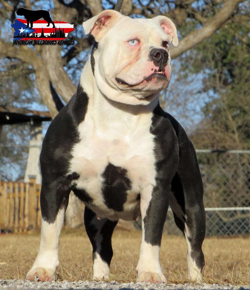 Nuyorican Bulldogges Kaija | Olde English Bulldogge 