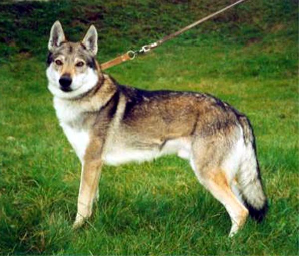 Ajax od Mišcicha | Czechoslovakian Wolfdog 