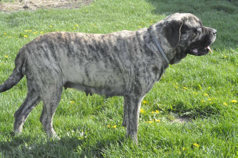 Harper Dugan-Fultz | Mastiff 