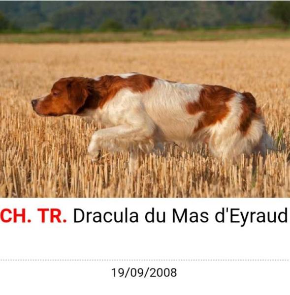 DRACULA du mas d'Eyraud | Brittany 