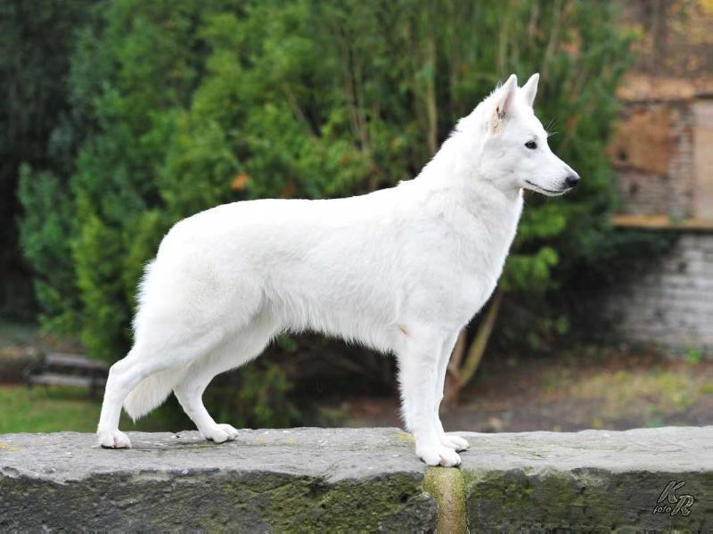 Nyyati Ahlitah Quest | White Swiss Shepherd Dog 