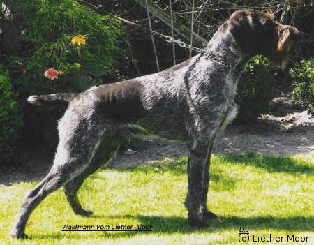 Waldmann vom Liether-Moor | German Wirehaired Pointer 