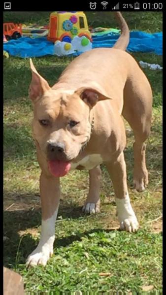 Tina sans affixe | American Staffordshire Terrier 