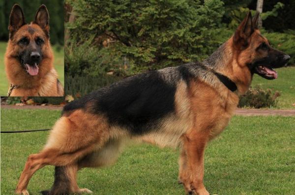Nadia Mario-Grande | German Shepherd Dog 