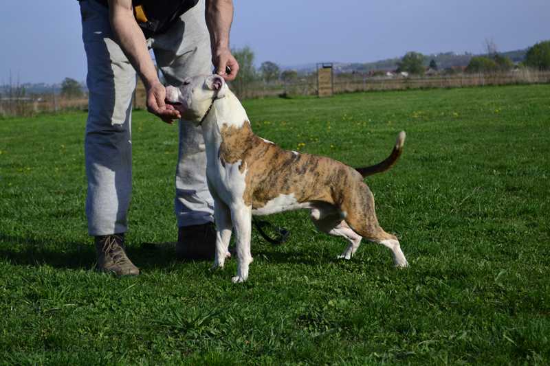 Pure Rude Fury Muddy Gun | American Staffordshire Terrier 