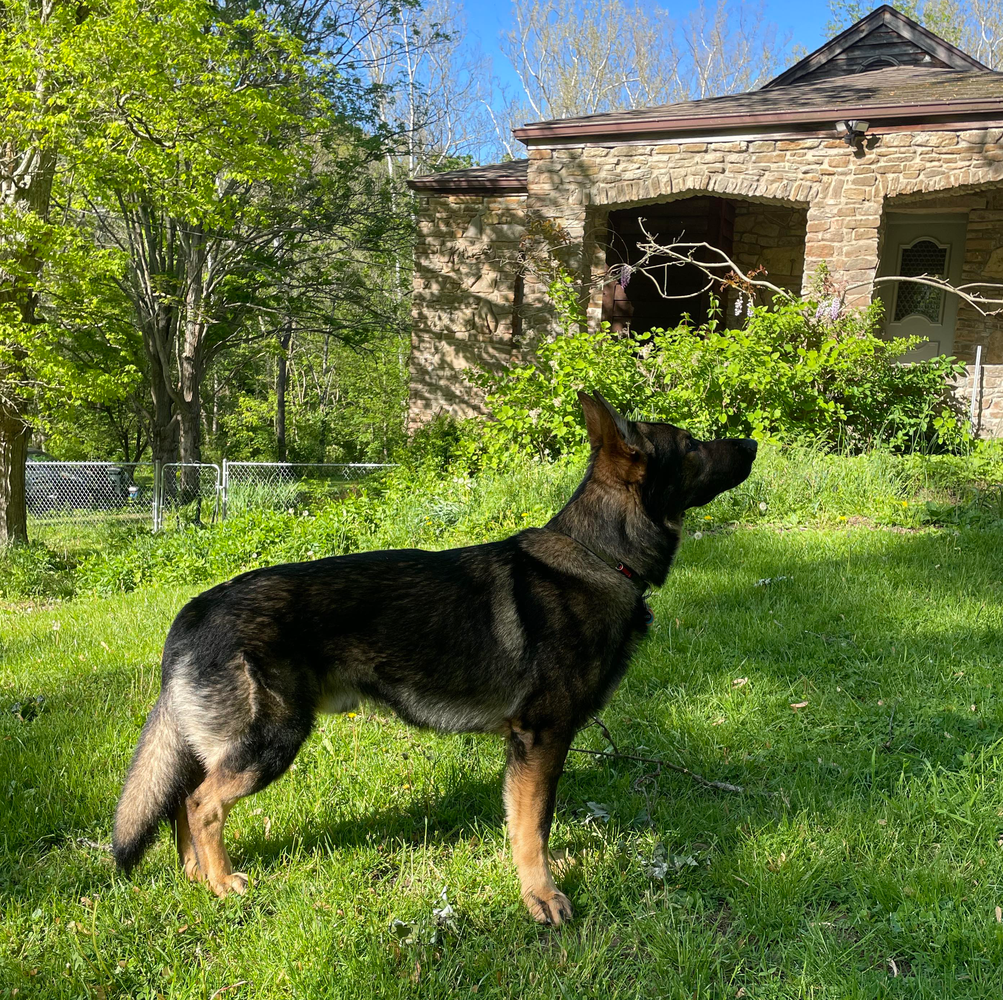 Blackthorn's Feel the Rhythm | German Shepherd Dog 
