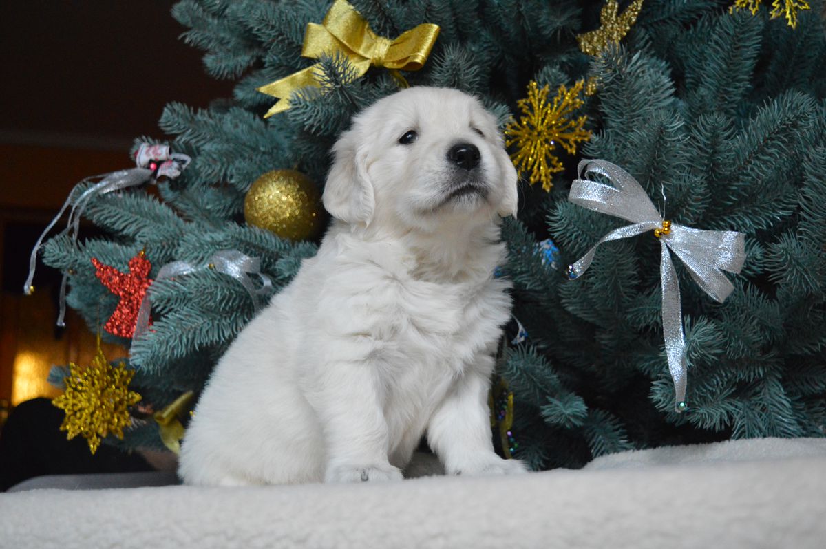 Zlota Rybka Moja | Golden Retriever 