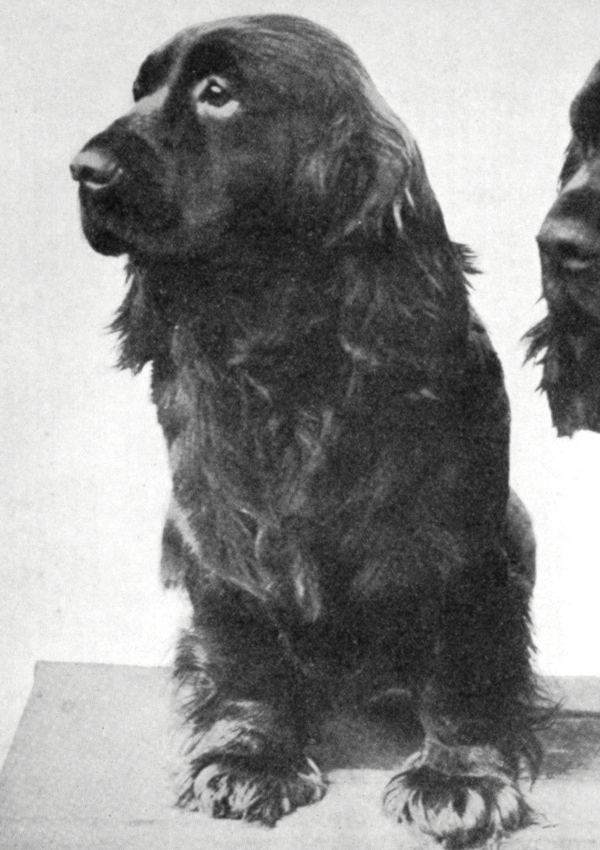 Earlwood Goldie Girl | Sussex Spaniel 