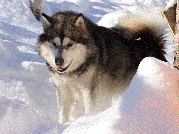 Issues of Yukon Special Edition | Alaskan Malamute 