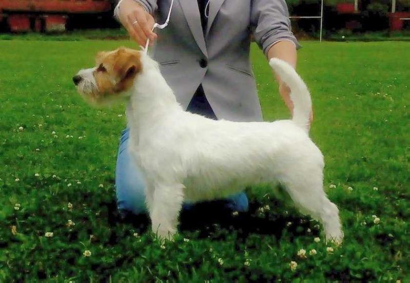 KORRIDA VORTEX JOY | Jack Russell Terrier 