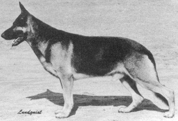 Harry vom Donaukai | German Shepherd Dog 