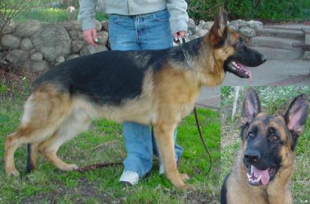 Carro de Fuoco von Schwartz | German Shepherd Dog 