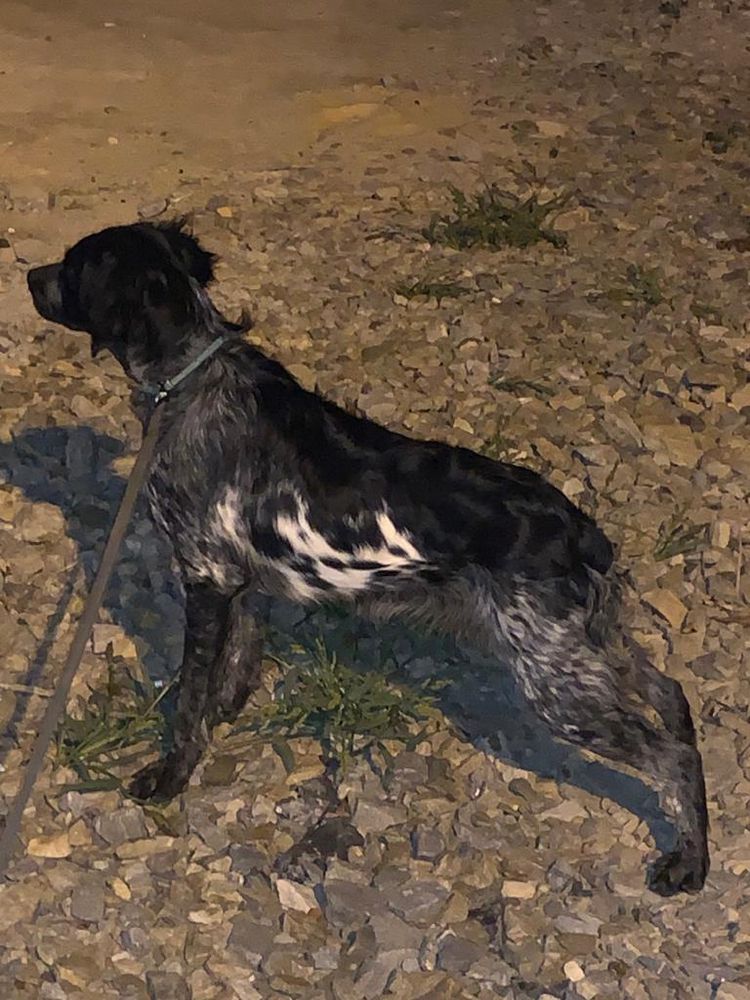 Polya Rossii ELIYA | Brittany 