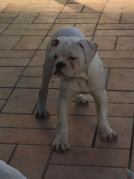 Massimo's Alice | American Bulldog 