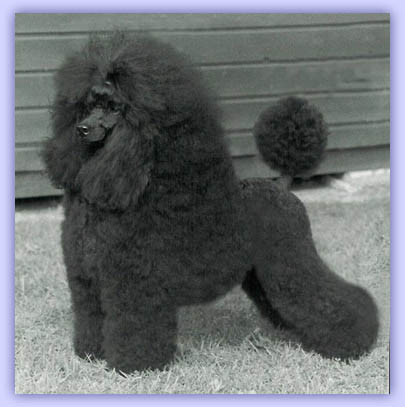 Minarets For Your Eyes Only | Poodle 