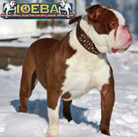 Joyful Acres Hershey Chocolate | Olde English Bulldogge 