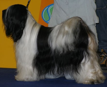 MAN-DARA-WA E-NA-YA-SKAR-MA | Tibetan Terrier 