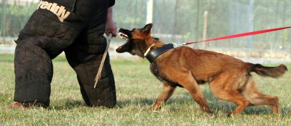 Dog John's Hixxon | Belgian Tervuren 