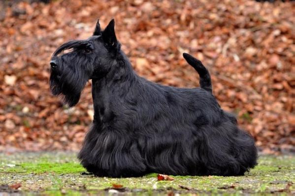 Lucia's Dream Stevie Wonderful | Scottish Terrier 