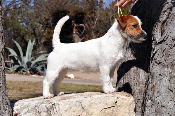 BARCELONA Gwiazda Podhala | Jack Russell Terrier 